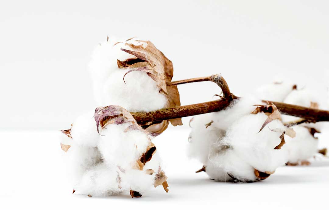 Cotton vs microfiber cotton plant on white background 