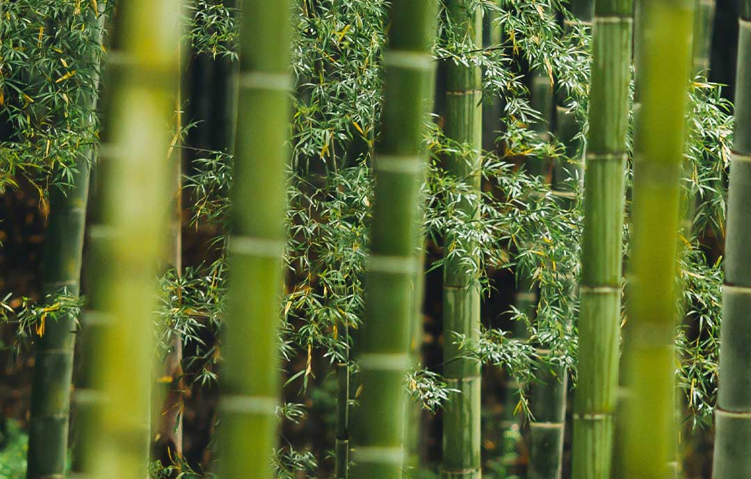 close up of bamboo