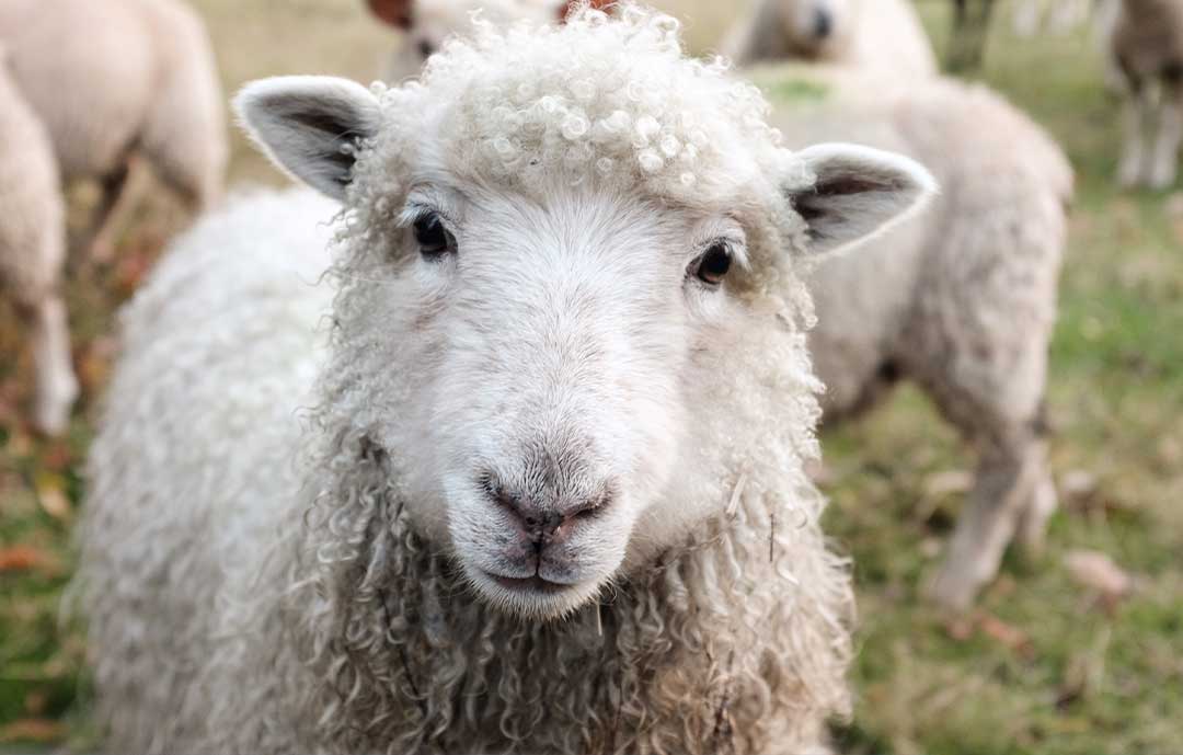 wool blanket benefits close up of a sheep