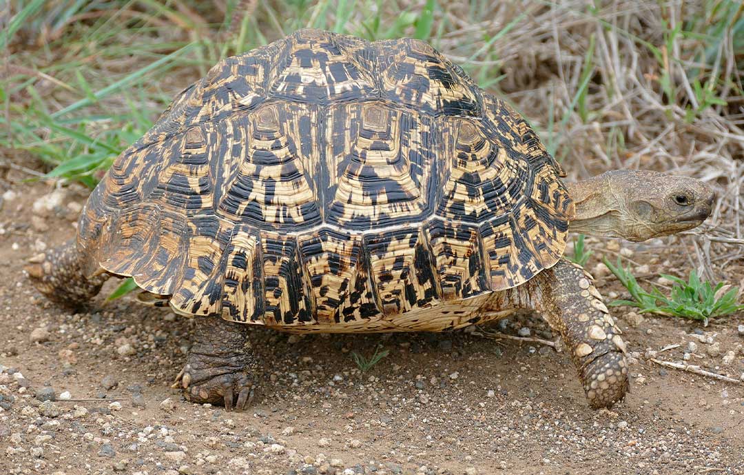 Safari Animals - Leopard Tortoise