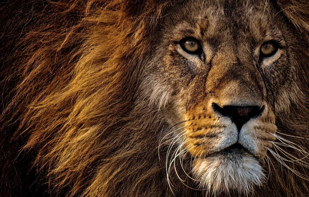 Safari Animals - Lion