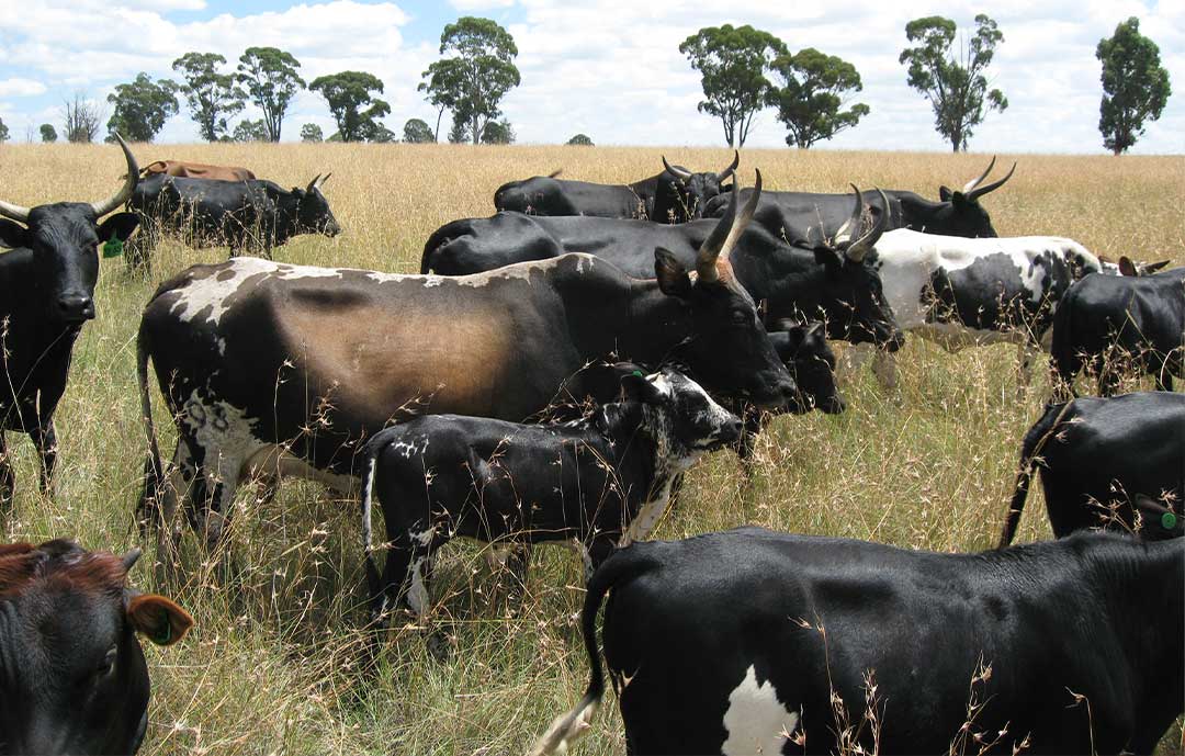 Nguni (South Africa) - Traditional Sports