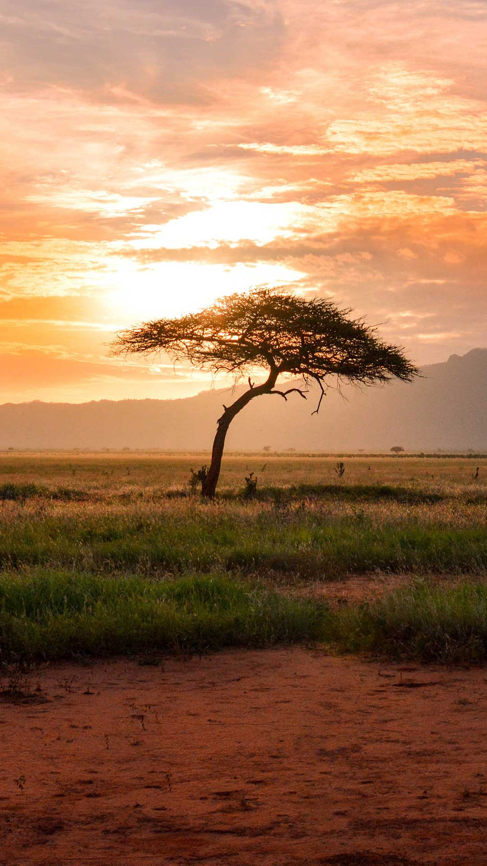 Safari Animals - Tree silhouette of African sunset