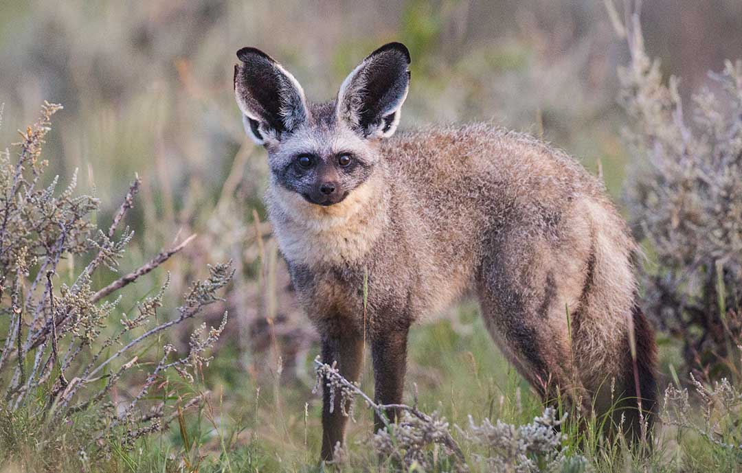 Safari Animals - Bat eared fox
