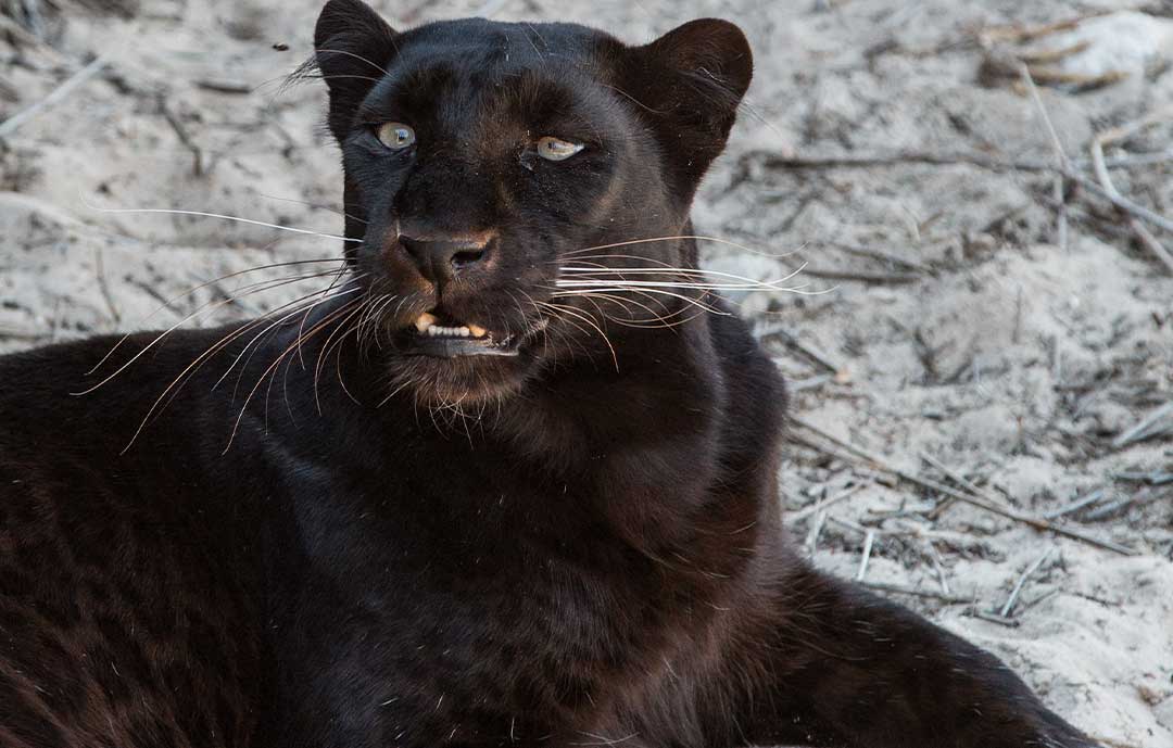 Safari Animals - Black Panther
