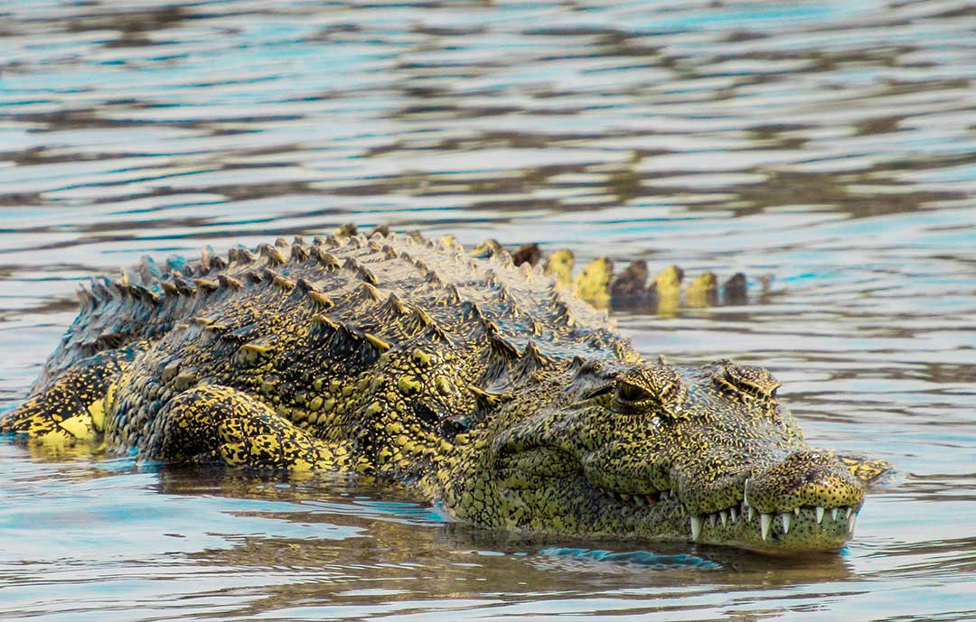 Safari Animals - Nile corocodile