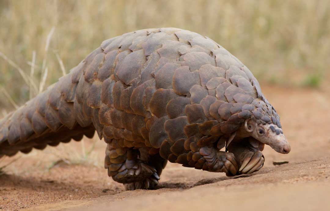 Safari Animals - Pangolin ant eater