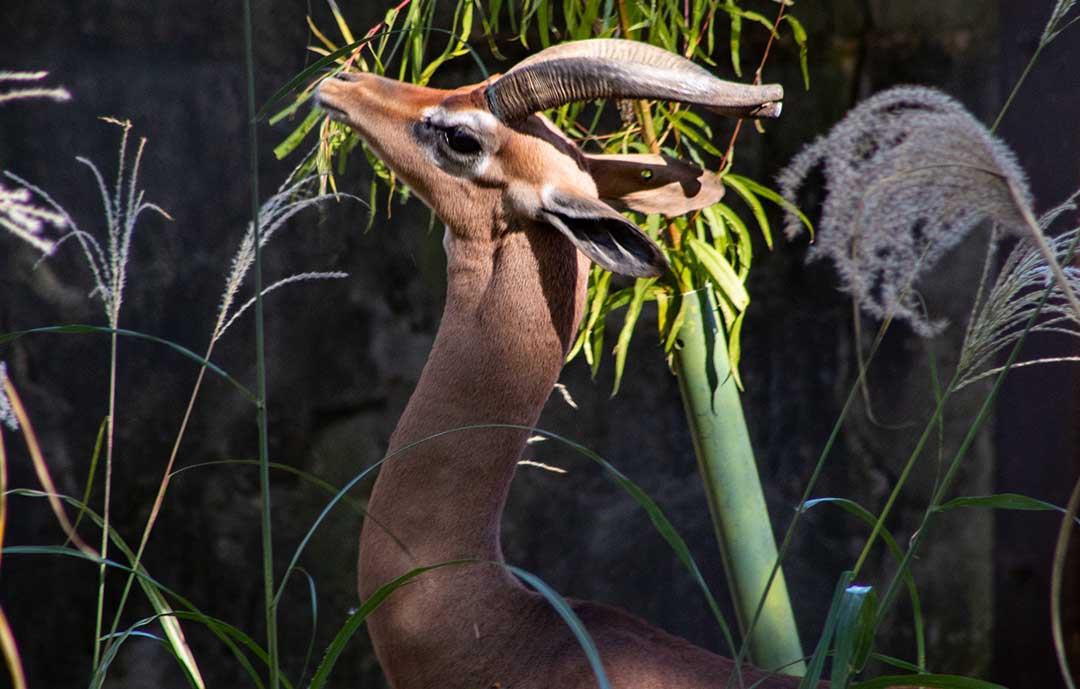 Safari Animals - Gerenuk