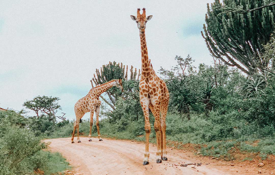 Safari Animals - Giraffe