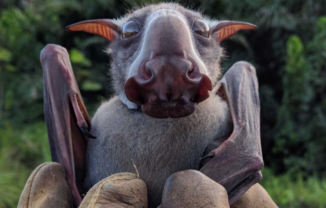Safari Animals - Hammerhead bat