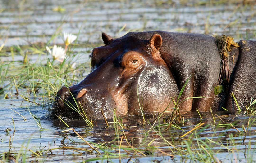 Safari Animals - Hippo