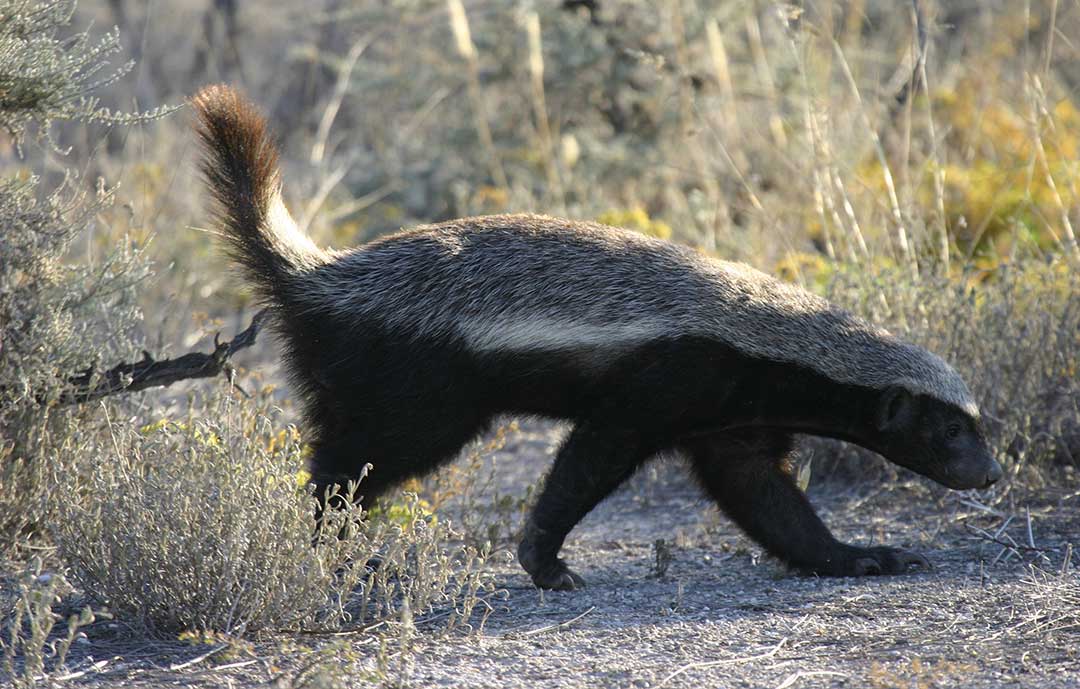 Honey Badger - Botswana Wildlife Guide