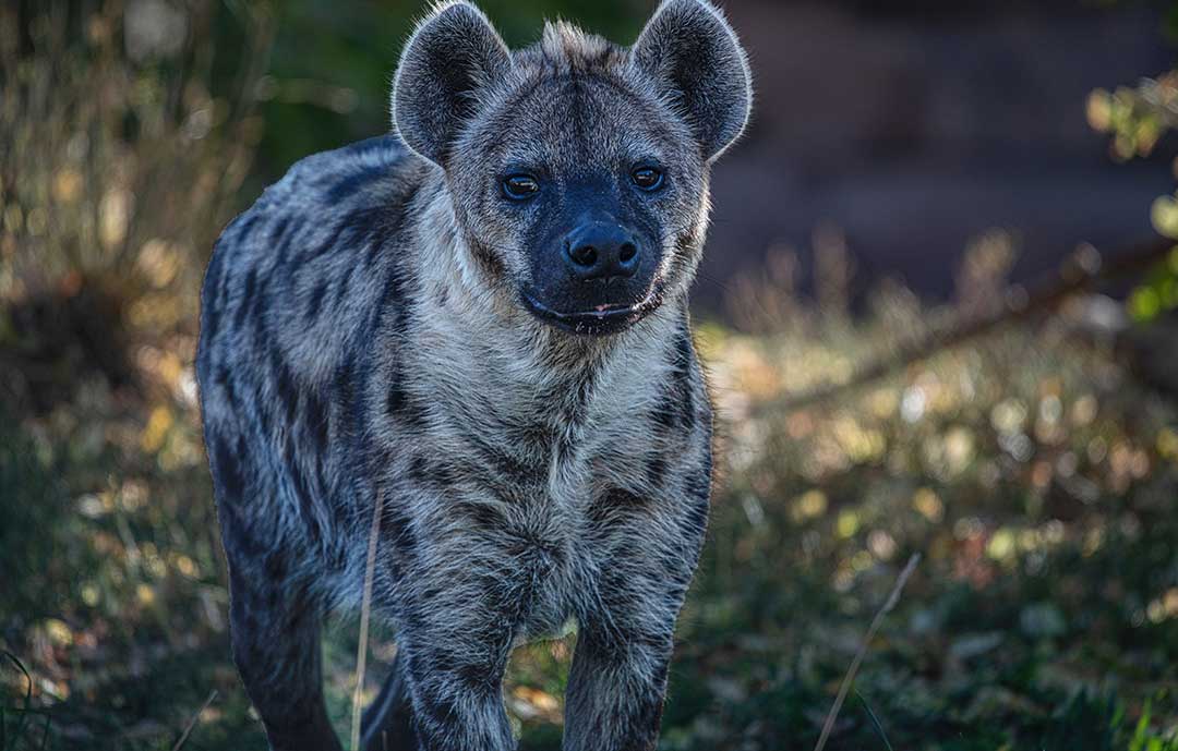 Safari Animals - Hyena
