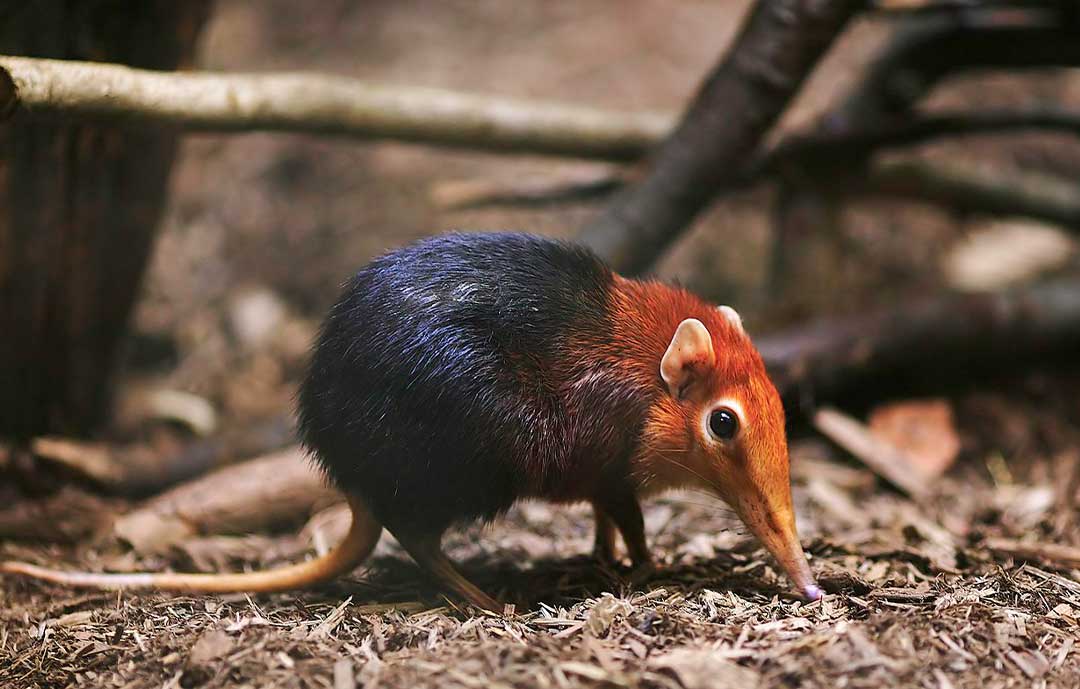 Safari Animals - Elephant eared shrew