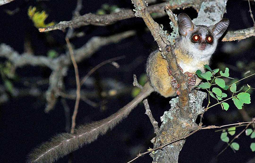 Safari Animals - Bush baby