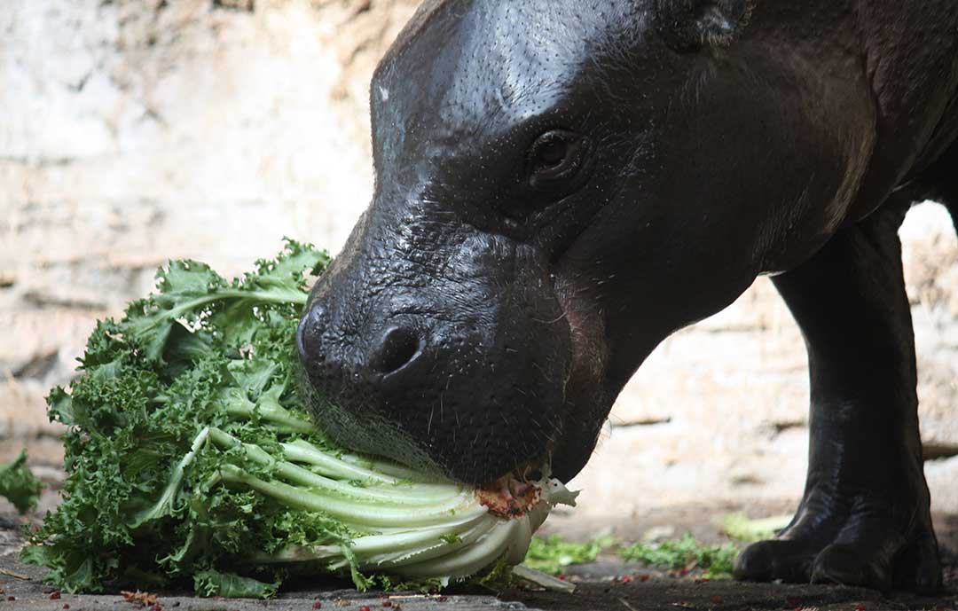 Safari Animals - Pygmy Hippo