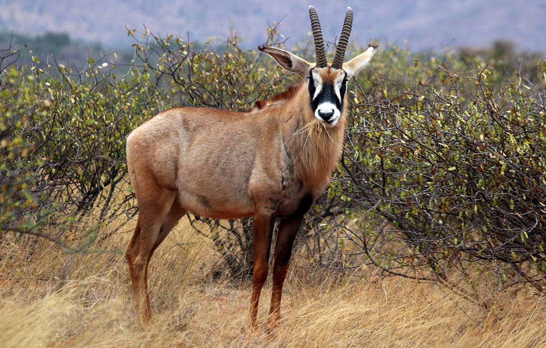 Safari Animals - roan antelope