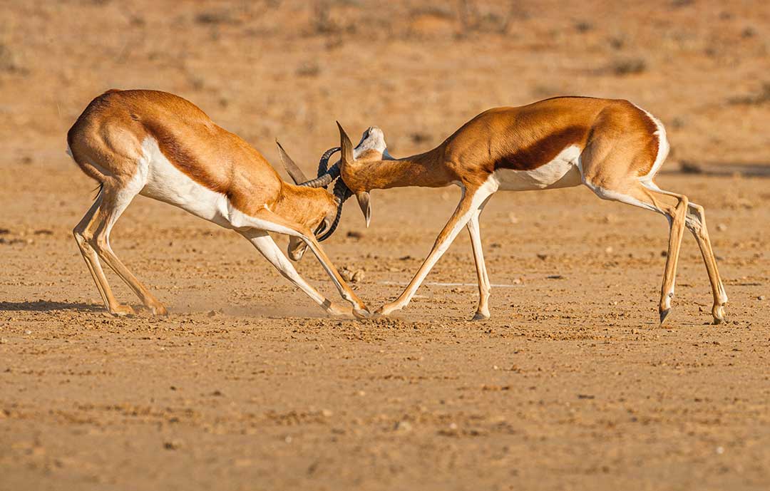 Safari Animals - Springboks