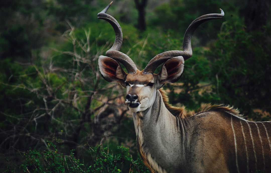Safari Animals - The greater Kudu