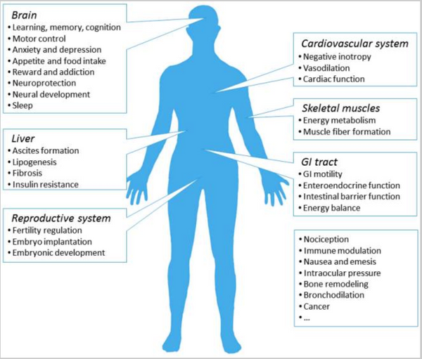 ECS System and Appetite Stimulation Diagram for Delta 8 