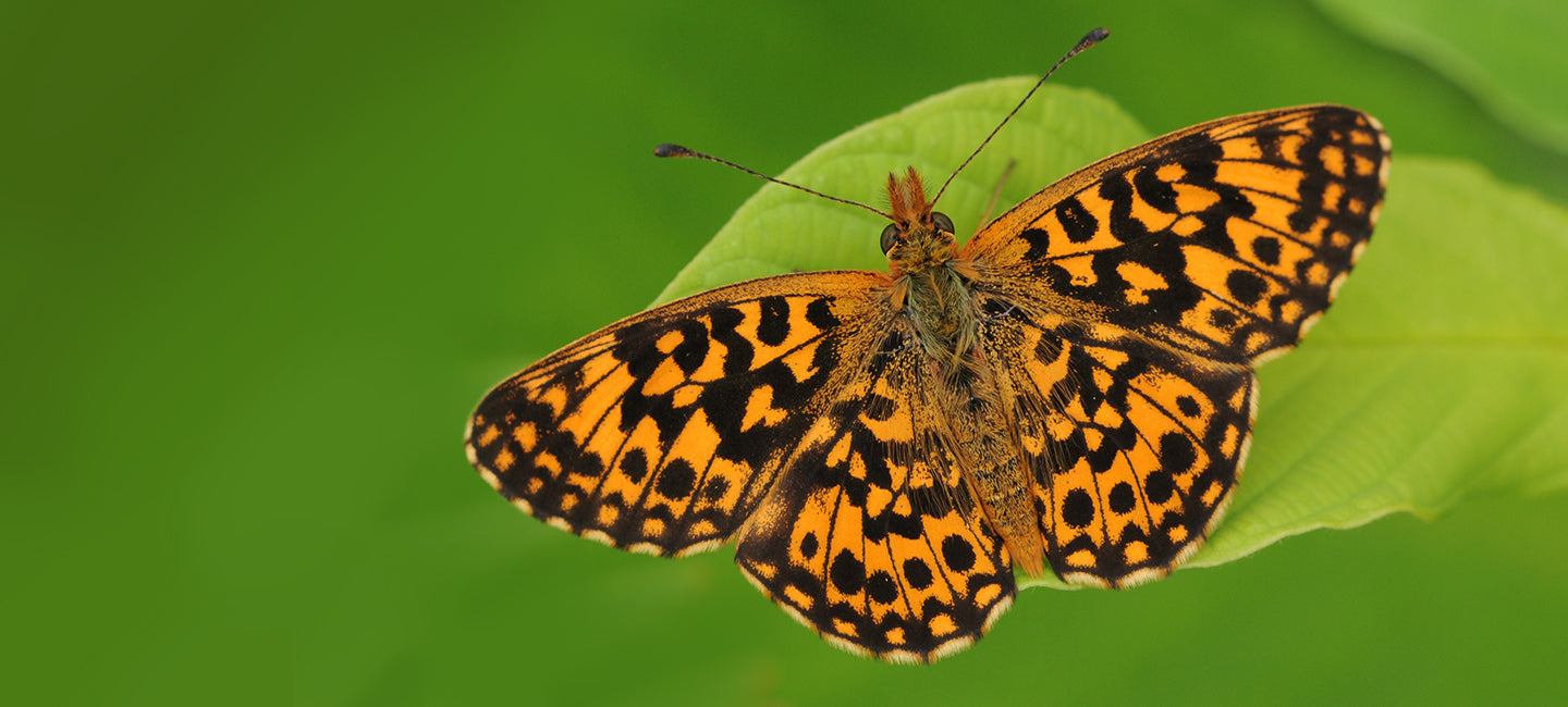 Hainveilchen-Perlmuttfalte Boloria dia