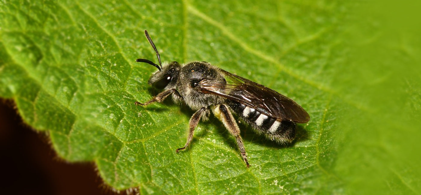 Spargel-Schmalbiene (Lasioglossum sexnotatum_f) Dick Belgers