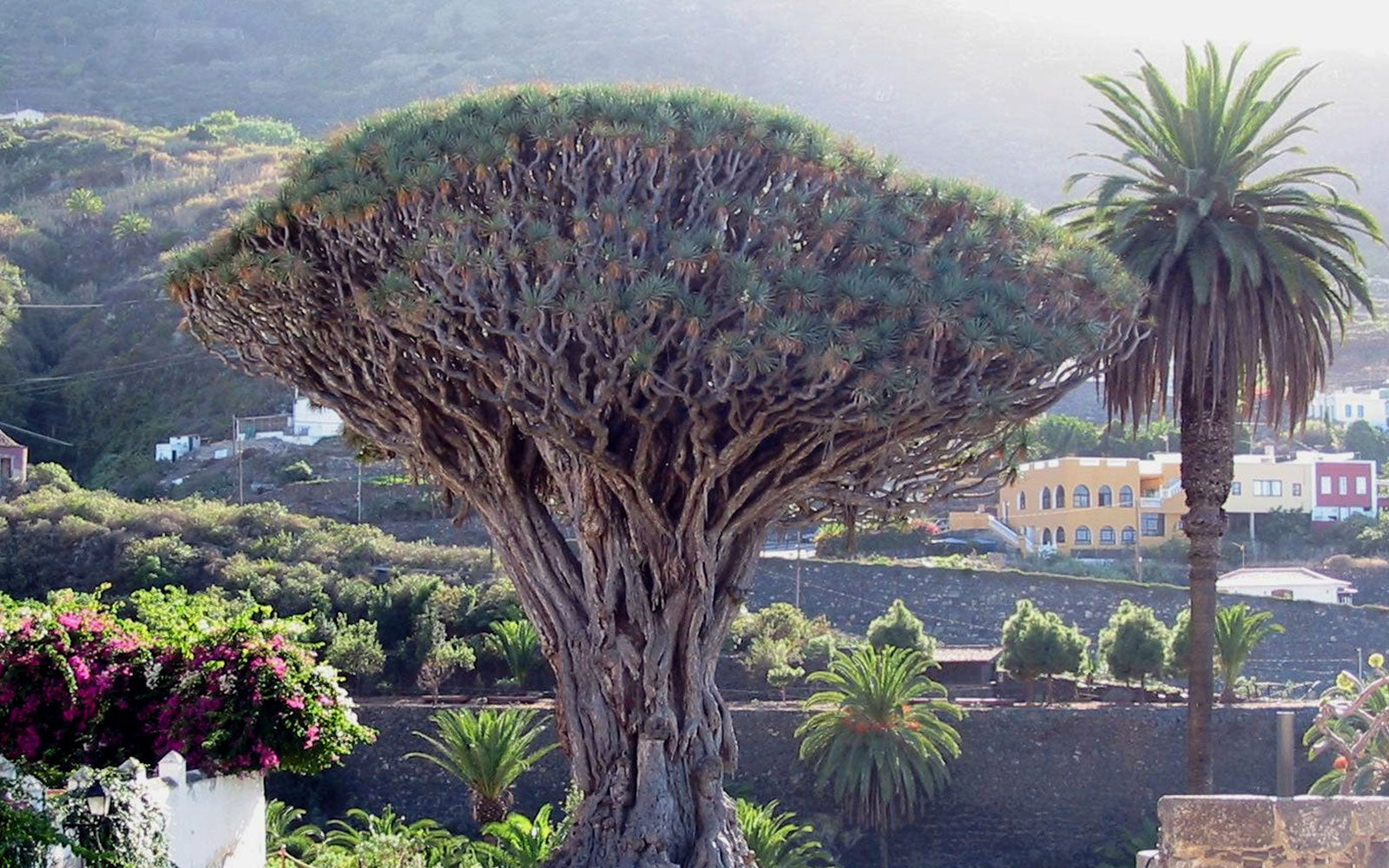 Faites Entrer La Magie Dans Votre Maison Avec Le Veritable Arbre A Dragons Dracaena Draco