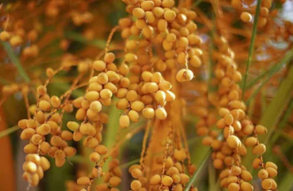 Früchte von Butia Capitata (Pindo Palm oder Jelly Palm) | www.drakenbloedboom.com