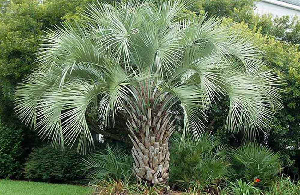 die Butia Capitata (Pindo-Palme oder Gelee-Palme) | www.drakenbloedboom.com