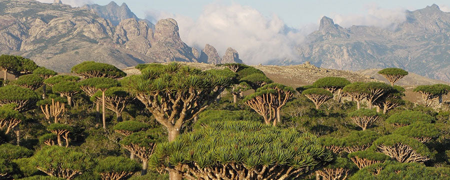 Dracaena Cinnabari (de Drakenbloedboom van Socotra - Yemen)