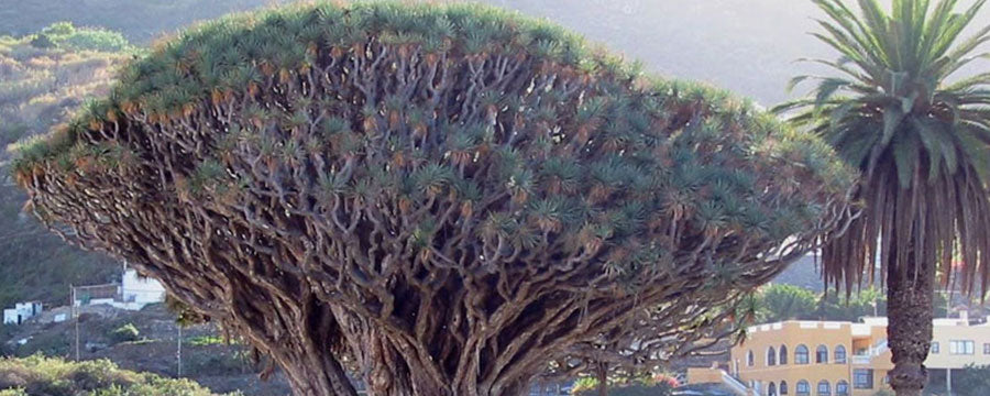 Dracaena Draco (de Drakenbloedboom van Tenerife)