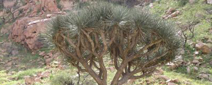 Dracaena Ombet (de Drakenbloedboom van Nubia)