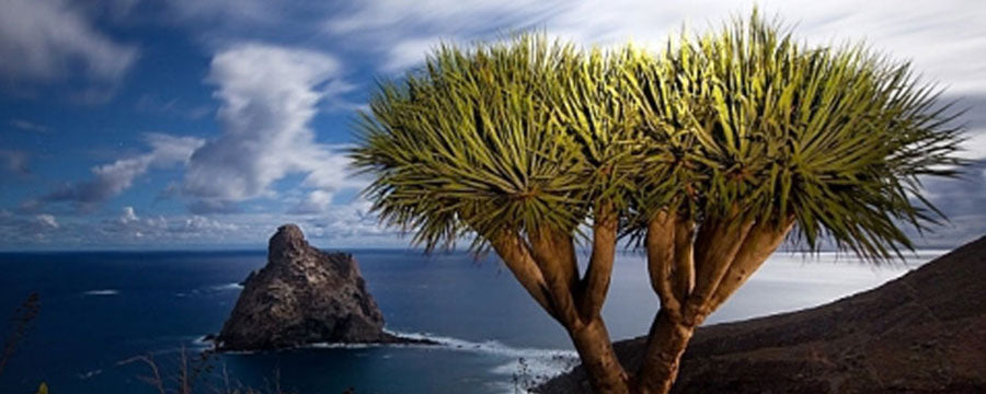 Dracaena Tamaranae (de Drakenbloedboom van Gran Canaria)