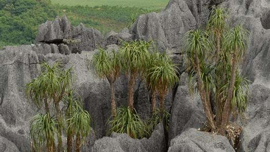 Dracaena jayniana (nieuwe Drakenbloedboom van Thailand)