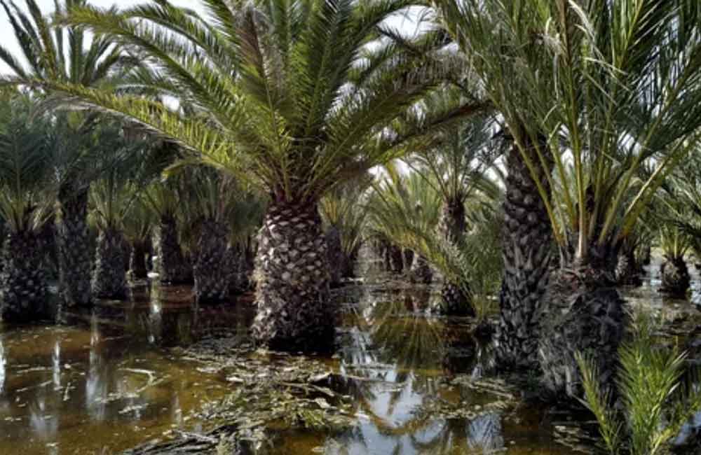 Goede afwatering van je palmboom voorkomt wortelrot