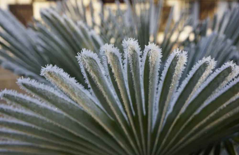 gefrorenes Palmblatt
