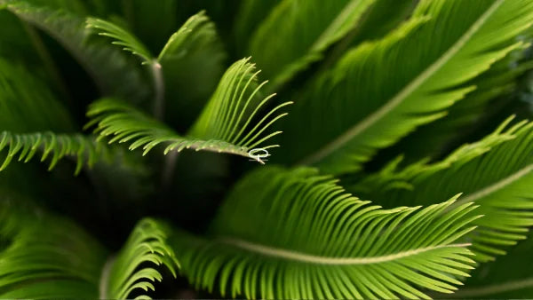 Gros plan sur les feuilles du Cycas Revoluta