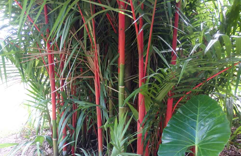 mooie rode stammen van de cyrtostachys renda palm | www.drakenbloedboom.com