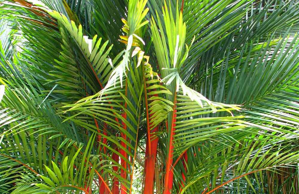 Diverse cyrtostachys renda palm - lipstick palm | www.drakenbloedboom.com