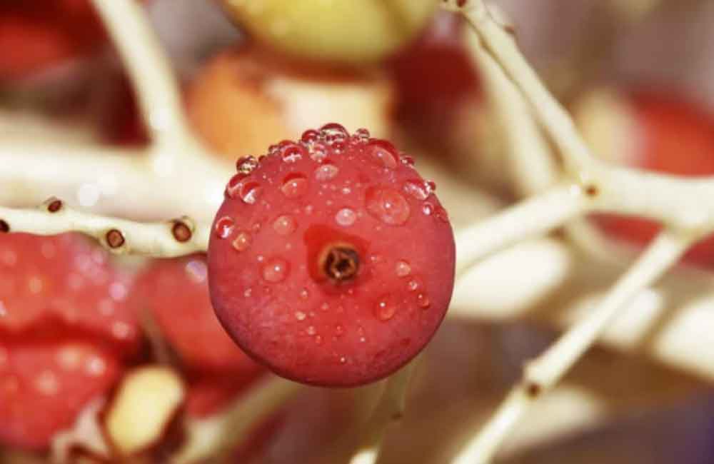 Rode vrucht van de cyrtostachys renda - lipstick palm | www.drakenbloedboom.com
