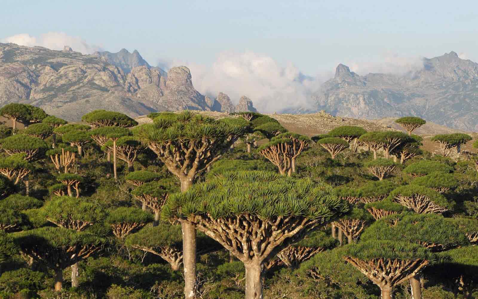 Dracaena Cinnabari drakenbloedboom van Socotra