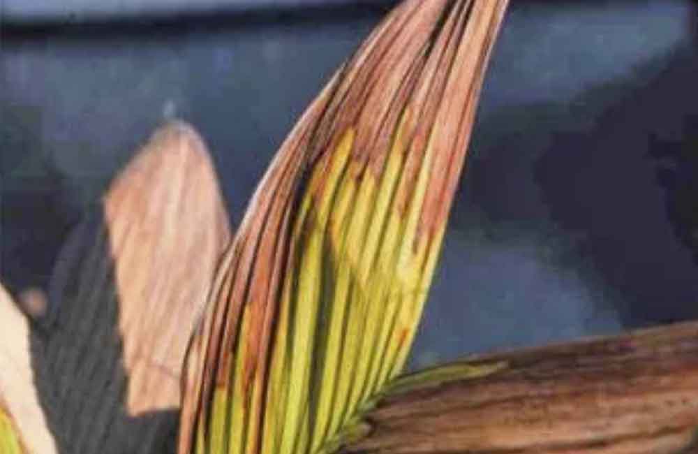 geel bruine verkleuring palm blad 1000 x 650