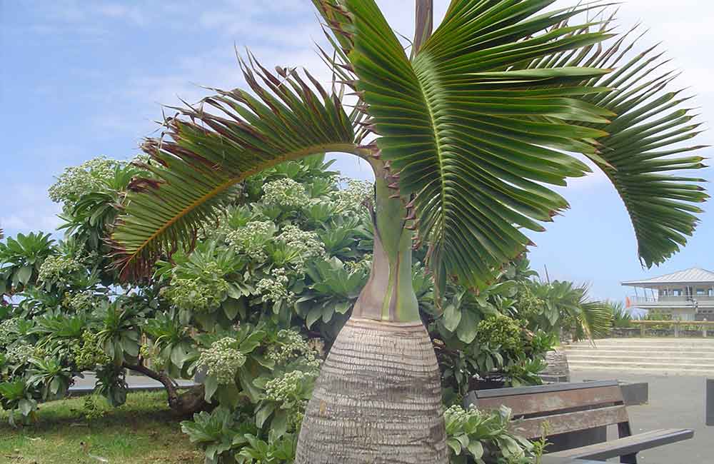 Bottle Palm - Hyophorbe Lagenicaulis | www.drakenbloedboom.com