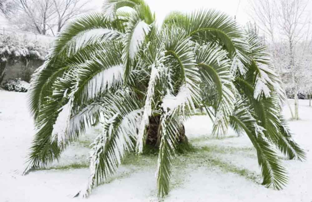 Palmboom in de sneeuw