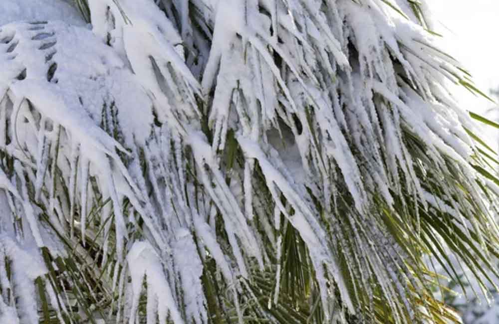 Palmboom bedekt met sneeuw