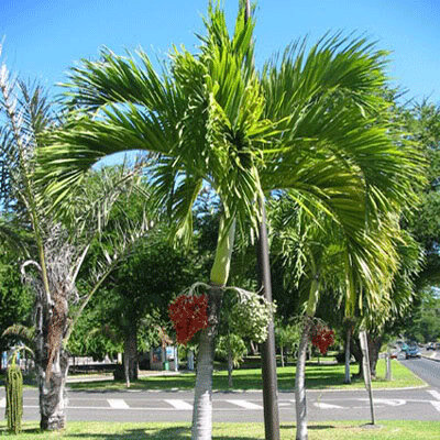 Adonidia Merrillii ook wel de Veitchia merrillii of Christmas palm