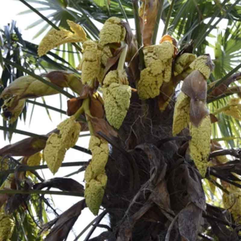 Om toestemming te geven verband Vacature Trachycarpus Fortunei | verse zaden | winterharde palm - Drakenbloedboom
