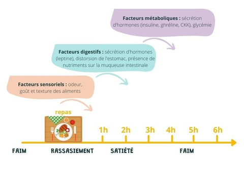 les etapes de la faim