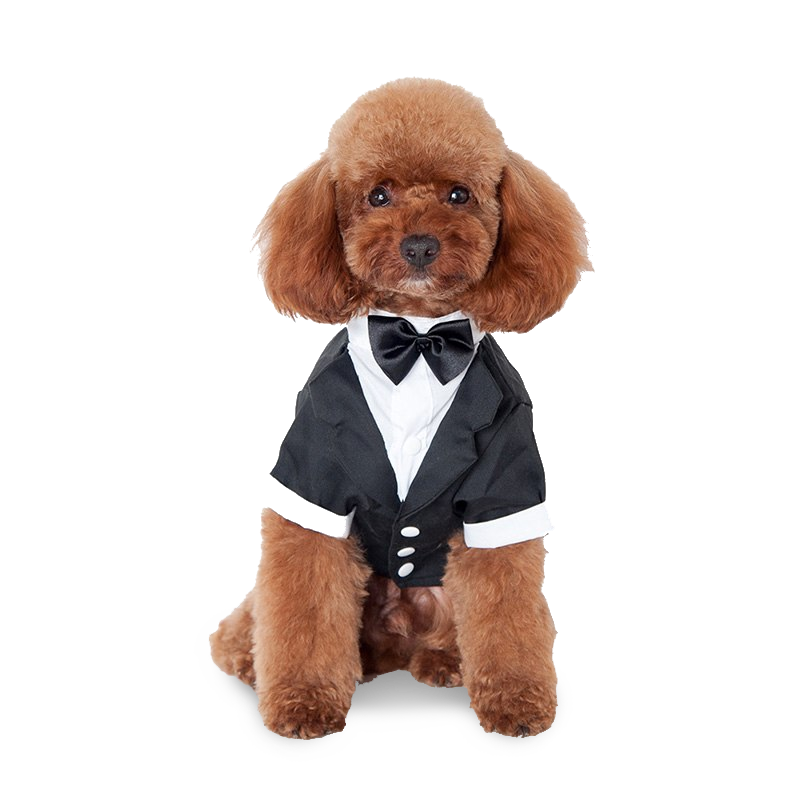 dog tuxedo outfit