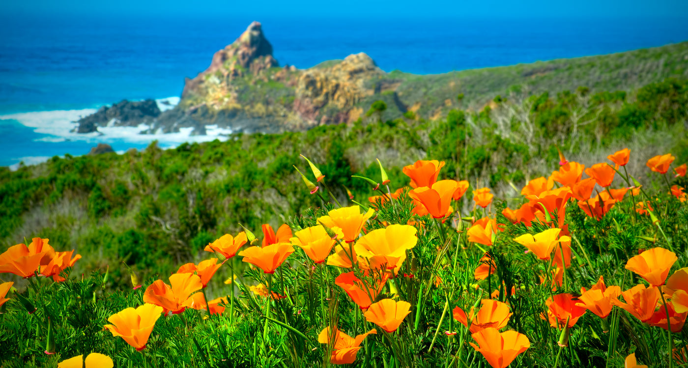 California Poppy (Eschscholzia Californica) - Ultimate ...